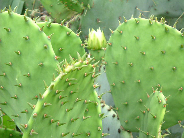cactus plant